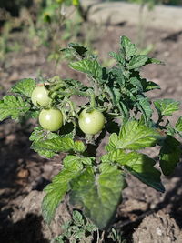 Close-up of fruits growing on field
