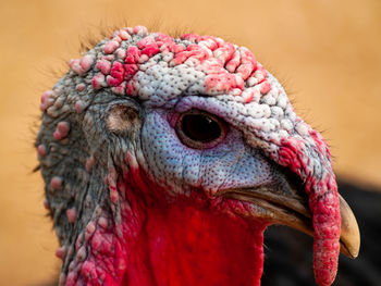 Close-up of a bird