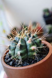 Close-up of potted cactus plant