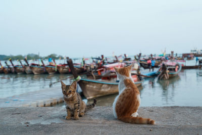 Cats in a sea against the sky