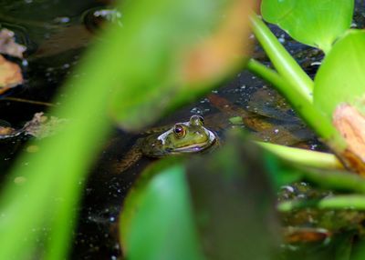 Close-up of turtle swimming in water