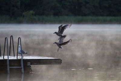 Seagulls landing on pier over lake during foggy weather