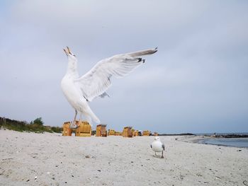 Seagulls on beach