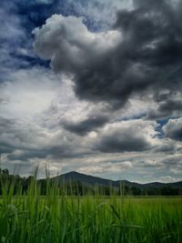 Scenic view of agricultural field against sky