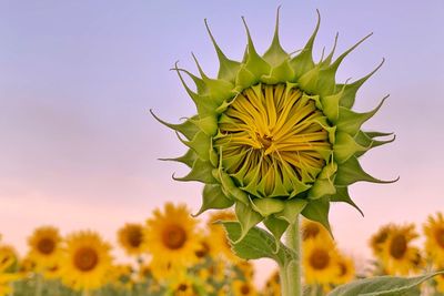 Close-up of sunflower against sky