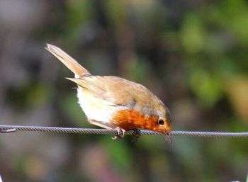 Close-up of insect on leaf