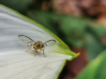 Close-up of insect on flower