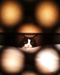 Portrait of cat in illuminated room