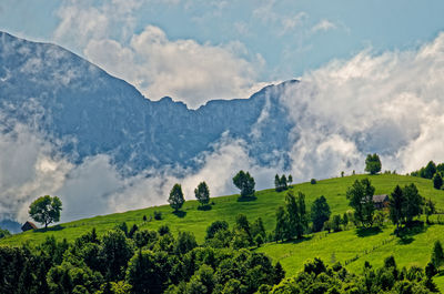 Panoramic view of trees on field against sky