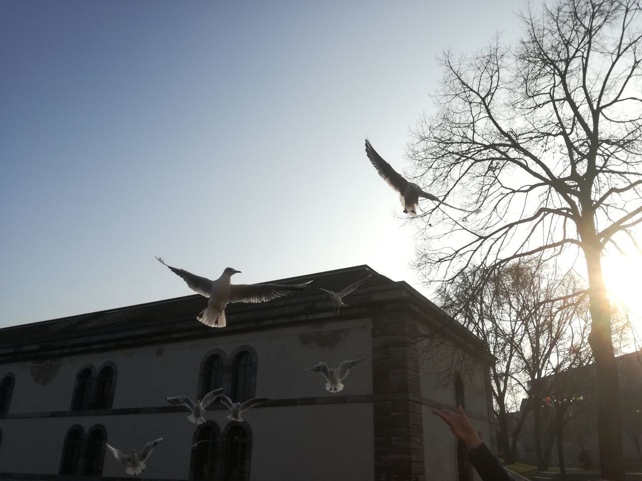 LOW ANGLE VIEW OF BIRD FLYING AGAINST SKY