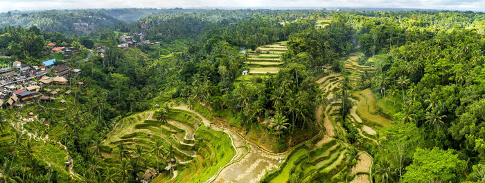 High angle view of agricultural field