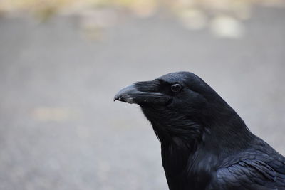 Close-up of raven perching outdoors