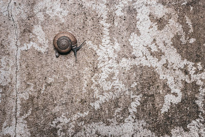 Close-up of snail on wall