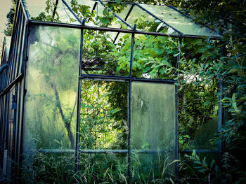 Plants growing in abandoned building