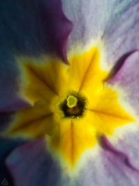 Close-up of yellow flower blooming outdoors