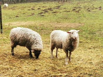 Sheep grazing in field