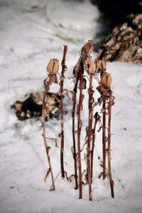 Close-up of snow covered land