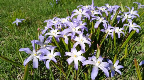 Close-up of purple flowers blooming in field