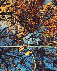 Low angle view of tree