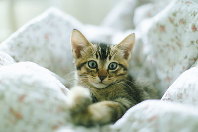 Portrait of cat relaxing on bed at home