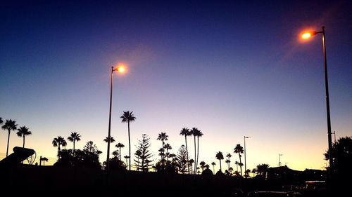 Low angle view of palm trees against sky at night