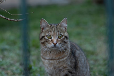 Close-up portrait of tabby cat outdoors