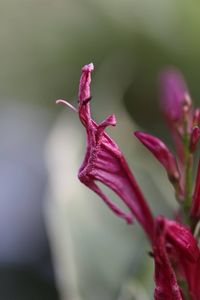 Close-up of flower against blurred background