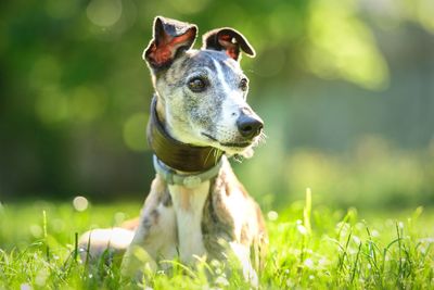 Close-up portrait of dog on field