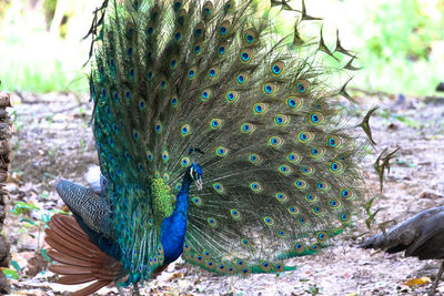 Close-up of peacock