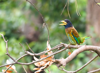 Bird perching on a branch