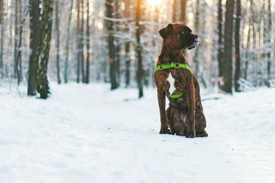 Dog in snow covered forest