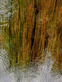 Close-up of grass in water