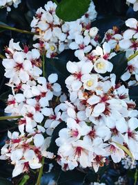 Close-up of pink flowers