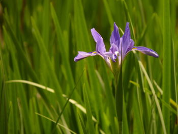 Close-up of purple flowering plant on field