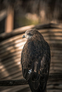 Close-up of eagle perching on wood