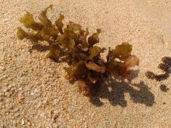 Close-up of leaves on sand