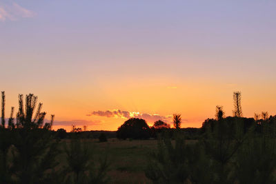 Silhouette trees on field against sky during sunset