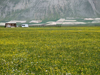 Yellow flowers growing on field
