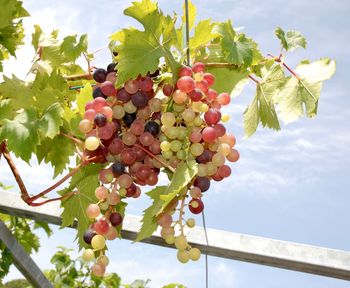 Low angle view of grapes hanging on tree against sky