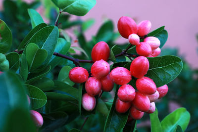 Close-up of cherries growing on plant