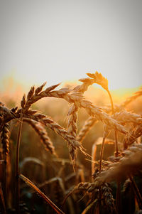 Dawn in the wheat field