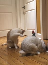 Cat sitting on hardwood floor