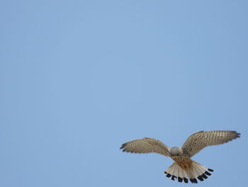 Low angle view of bird flying against clear blue sky