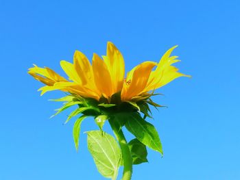 Close-up of sunflower against blue sky