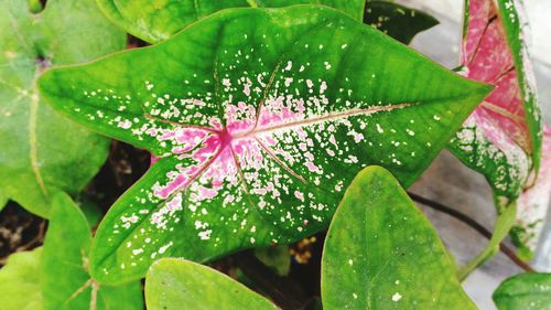 Close-up of pink flowers