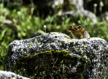 Close-up of squirrel on rock