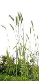 Plants growing on land against sky