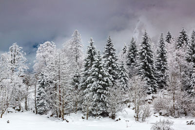 Snow covered trees on field against sky