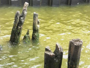 Close-up of wooden posts in water