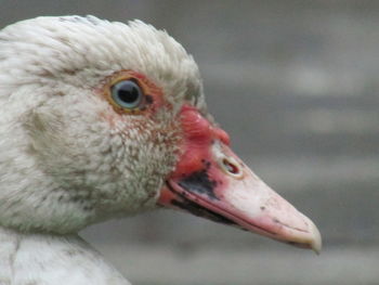 Close-up of a bird